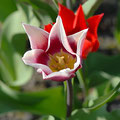 Tulpen hybrid