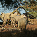 Westruper Heide