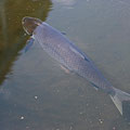 Karpfenart