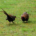 Fasanenkampf-Bild 13