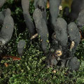 Xylaria longipes Langstielige Holzkeule