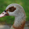 Nielgans