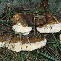 Ganoderma resinaceum Harziger Lackporling