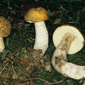 Leccinum pseudoscabrum Hainbuchen-Raufuß