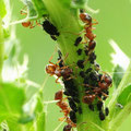 Schwarze Bohnenlaus Aphis fabae u. Ameisen der Fam. Formicidae