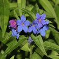 Blauroter Steinsame Buglossoides purpurocaerulea