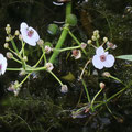 Gewöhnliches Pfeilkraut Sagittaria sagittifolia 