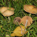 Conocybe-Pholiotina pygmaeoaffinis Büscheliger Glockenschüppling