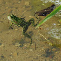 Teichfrosch