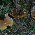 Phellinus torulosus Rotporiger Feuerschwamm