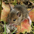 Waldmaus