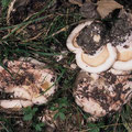 Lactarius controversus Rosascheckiger Milchling