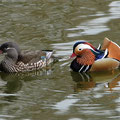 Mandarin-Entenpaar