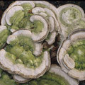 Trametes gibbosa Buckel-Tramete