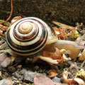 Schnecke