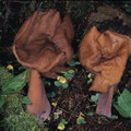 Gyromitra infula Bischofsmützen-Lorchel