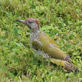 Grünspecht Jungvogel