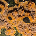 Phlebia radiata Orangeroter Kammpilz