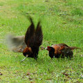 Fasanenkampf-Bild 8