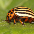 Kartoffelkäfer Leptinotarsa decemlineata