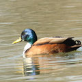 Stockente