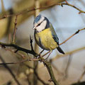 Blaumeise