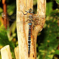 Herbst-Mosaikjungfer Aeshna mixta