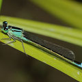 Große Pechlibelle Ischnura elegans