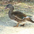 Mandarinente weibl.