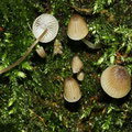 Mycena mirata Geriefter Rindenhelmling