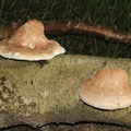 Piptoporus betulinus Birkenporling