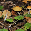 Conocybe-Pholiotina velata Geschm. Glockenschüppling