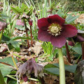 Rote Christrose Helleborus  atrorubens 