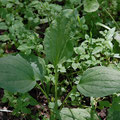 Breitblättriger Wegerich-Salat-Heilpflanze