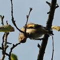 Distelfink Jungvogel