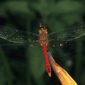 Blutrote Heidelibelle Sympetrum sanguineum