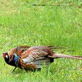 Fasanenkampf-Bild 4