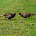 Fasanenkampf-Bild 11