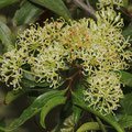 Feuerradbaum (Stenocarpus sinuatus)