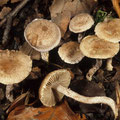 Inocybe griseolilacina Grauvioletter Risspilz