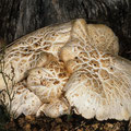 Lentinus lepideus Schuppiger Sägeblättling