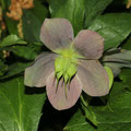 Nieswurz - Lenzrose - Helleborus Orientalis 