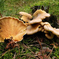 Paxillus panuoides Muschel-Krempling 