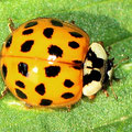 Asiatischer Marienkäfer Harmonia axyridis 2