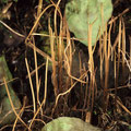 Macrotyphula filiformis Fadenförmige Röhrenkeule