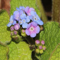  Kaukasus-Vergissmeinnicht Brunnera macrophylla