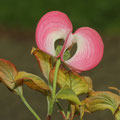 Blüten-Hartriegel-amerikanischer-Cornus florida 