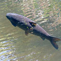 Karpfenart
