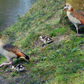 Nilgansfamilie