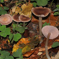 Mycena pearsoniana Fleischfarbener Rettich-Helmling